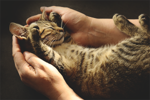  Paano magturo ng pusa sa mga kamay