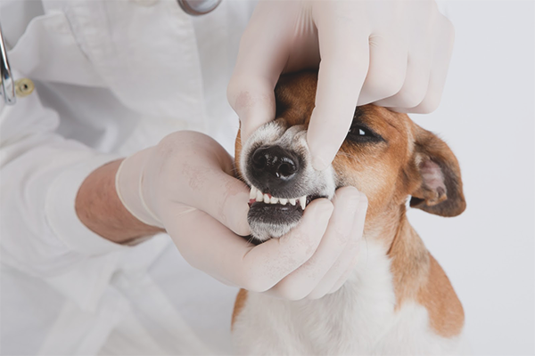 Hur man tar bort tandsten från en hund hemma