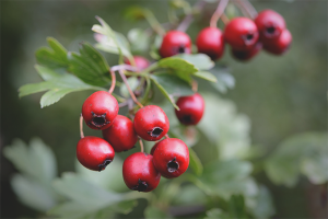  The benefits and harm of hawthorn