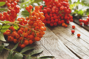  The benefits and harms of red rowan