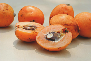  The benefits and harm of the medlar