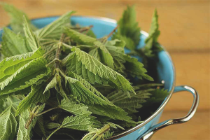  The benefits and harm of nettle