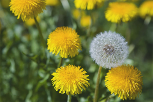  Ang mga benepisyo at pinsala ng mga dandelion