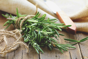  The benefits and harm of rosemary