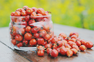  Los beneficios y daños del rosal silvestre.