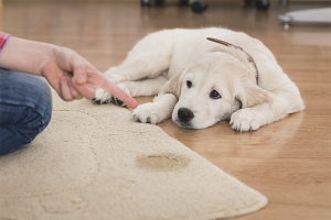  Wie man einen Hund entwöhnt, um am falschen Ort Mist zu machen