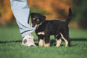  Kako odvojiti štene od grickanja i hvatanja za noge