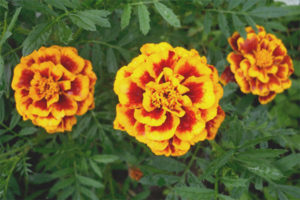  Marigoldların tıbbi özellikleri ve kontrendikasyonları