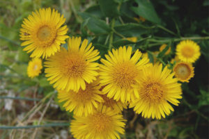  Propiedades medicinales y contraindicaciones de elecampane.