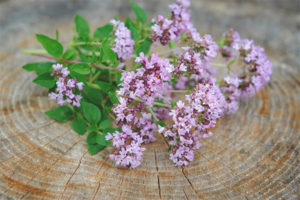  Nakapagpapagaling na mga katangian at contraindications ng oregano