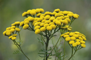  Propiedades medicinales y contraindicaciones del tansy.