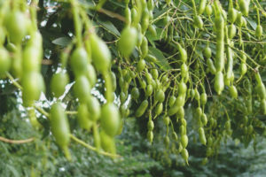  Proprietà medicinali e controindicazioni di Sophora