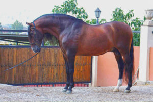  Raza de caballos andaluces