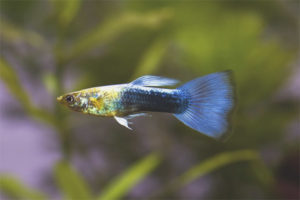  Cómo cuidar peces guppy en un acuario.