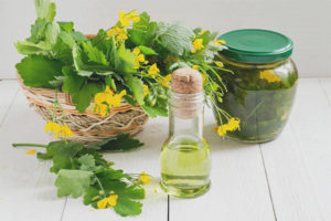  औषधीय गुण और celandine के contraindications