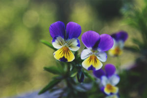  A lila tricolor gyógyszeres tulajdonságai és ellenjavallatai