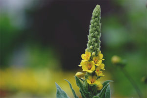  Mullein iyileştirici özellikleri ve kontrendikasyonları