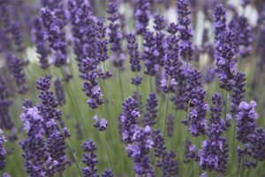  Sifat perubatan dan kontraindikasi lavender
