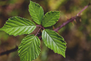  Propiedades útiles y contraindicaciones de las hojas de mora.