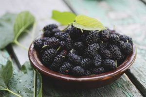  Useful properties and contraindications of mulberry