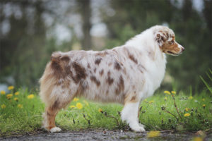  Australian Shepherd