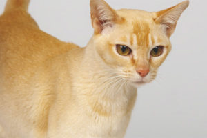  Kucing Ceylon