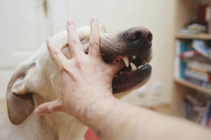  Τι να κάνετε όταν ένα σκυλί δαγκώνει