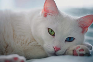 Kao Mani - a description of the breed and character of the cat