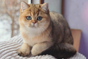  Chinchilla cat