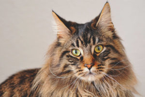  Maine coon