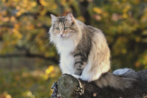  Gato norueguês da floresta