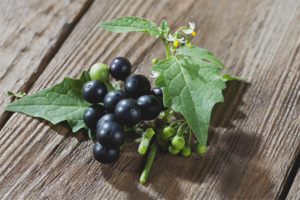  The benefits and harm of black nightshade