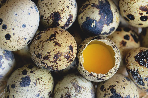 Cáscara de huevo de codorniz - los beneficios y daños