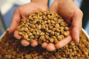 Manfaat dan kemudaratan kacang chufa