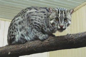  Gato Civet