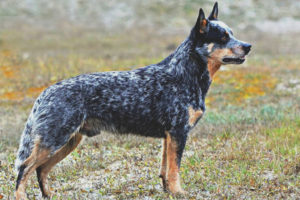  Perro de ganado australiano