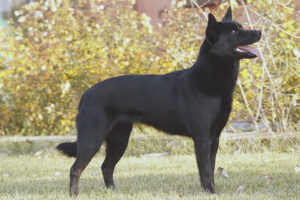  Kelpie australiano