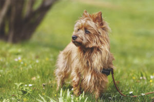  Terrier australiano