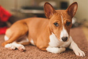  Basenji