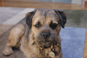  Border terrier