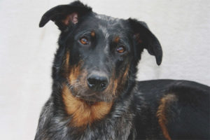  Beauceron