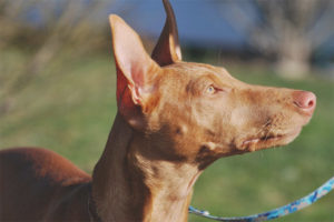  Perro de faraón