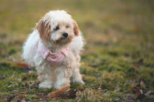  Havana bichon