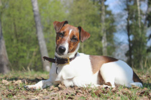  Liso fox terrier