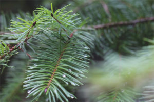  Jarum Pine