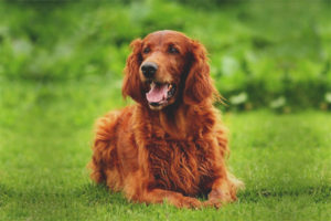  Irish Setter