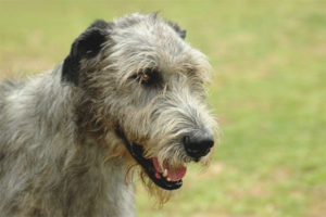  아이랜드 Wolfhound