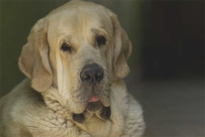  Espanyol Mastiff