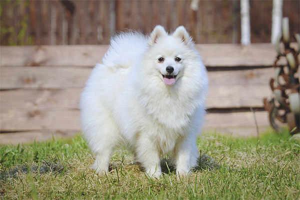 Japanese Spitz Description Of The Breed And Character Of The Dog