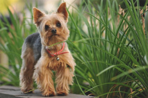  Yorkshire terrier